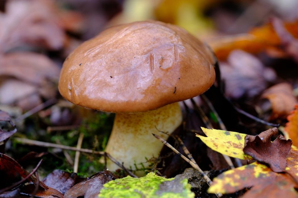 Kork (Suillus luteus) – botanische Daten, Merkmale, Morphologie, Lebensraum, Eigenschaften